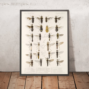 A framed image of 