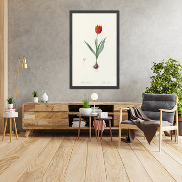 A framed image of Tulip (Tulipa suaveolens) by Pierre Joseph Redouté, 1802