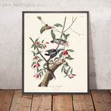 Schnäpper von John James Audubon, 1827 