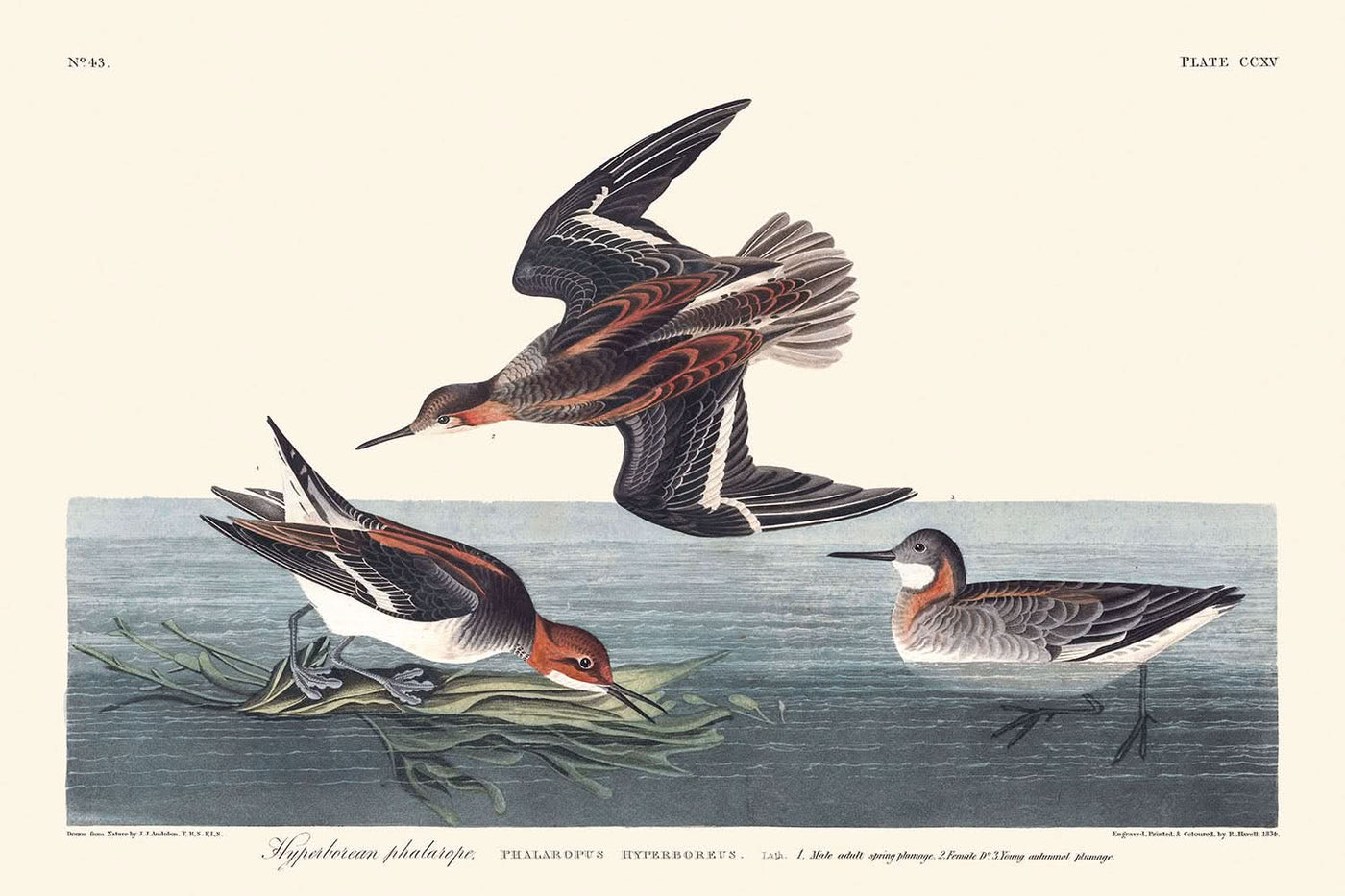 Hyperboreisches Phalarope von John James Audubon, 1827