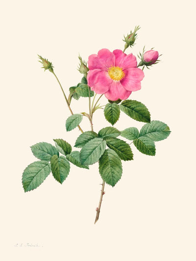 Chou Rose de Pierre-Joseph Redouté, 1817