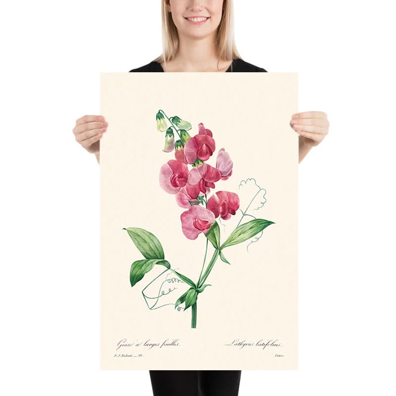 Pisello perenne di Pierre-Joseph Redouté, 1802 