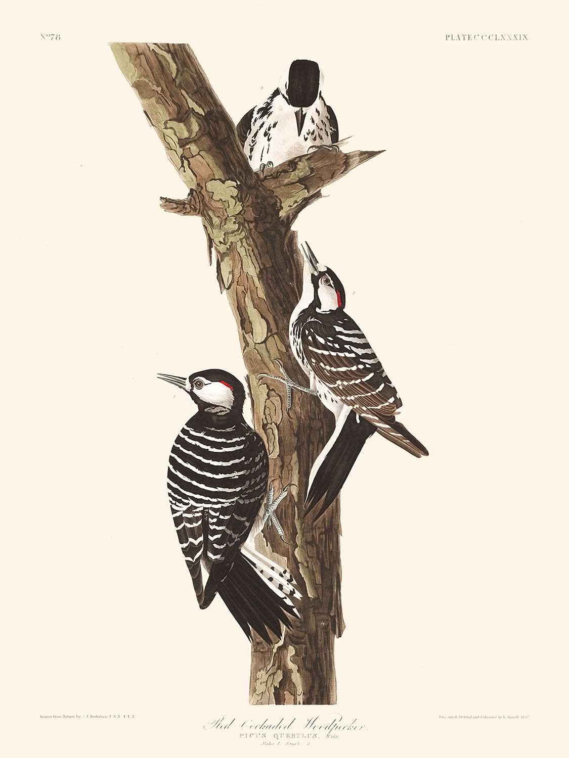 Pájaro carpintero de cresta roja, de John James Audubon, 1827