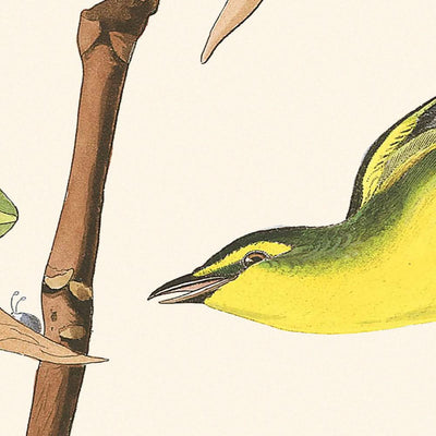 Fauvette du Kentucky par John James Audubon, 1827