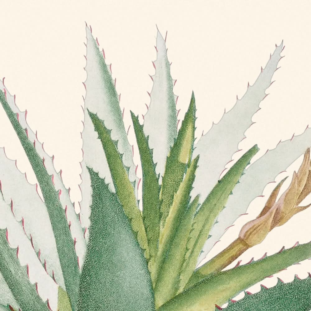 Aloe Glauca Miller de Pierre-Joseph Redouté, 1802