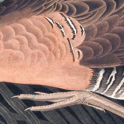 Fresh Water Marsh Hen by John James Audubon, 1827