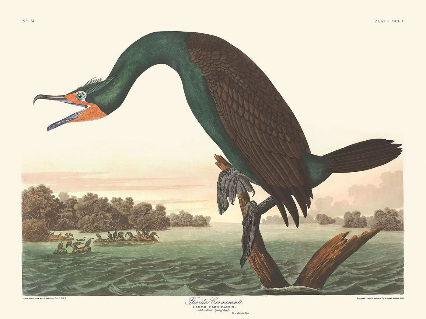 Cormoran de Floride par John James Audubon, 1827