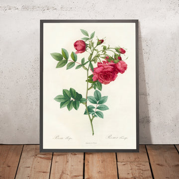 A framed image of Rosa Rapa by Pierre Joseph Redouté, 1817