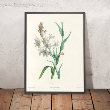 A framed image of Tuberose (Polianthes tuberosa, Plate 6) by Pierre Joseph Redouté, 1805