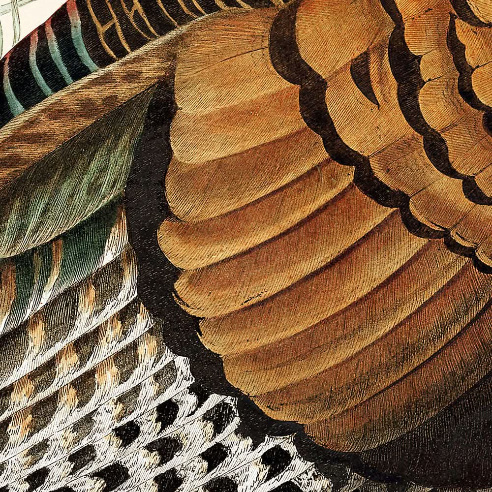 Wild Turkey by John James Audubon, 1827