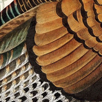 Pavo salvaje, de John James Audubon, 1827