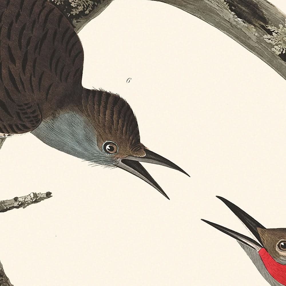 Pájaro carpintero peludo, pájaro carpintero de vientre rojo, pájaro carpintero de pechirojo, pájaro carpintero de Lewis, pájaro carpintero de pecho rojo, de John James Audubon, 1827