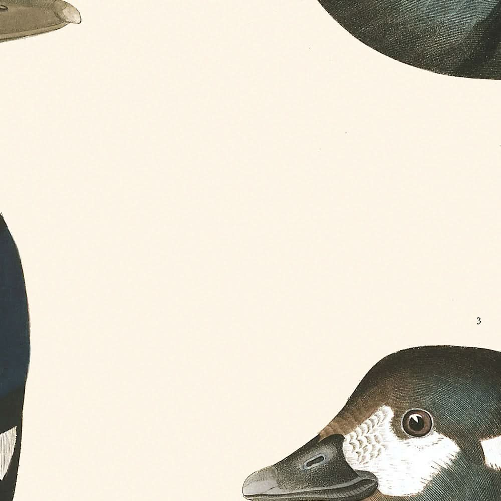 Pato arlequín, de John James Audubon, 1827