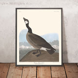 Hutchins' Gans von John James Audubon, 1827 