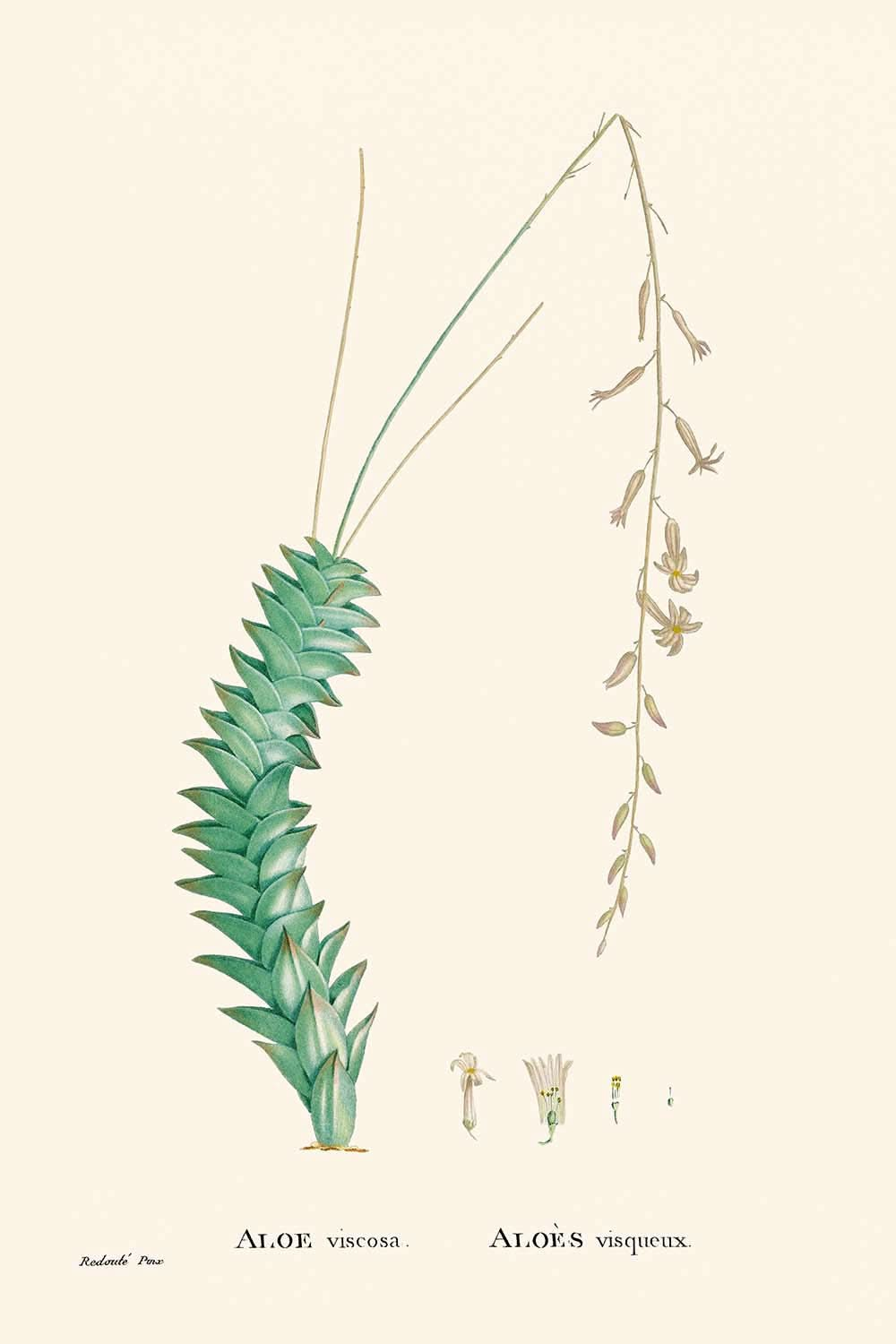 Aloe Viscosa by Pierre-Joseph Redouté, 1802