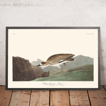 Ein gerahmtes Bild des Rocky Mountain Plover von John James Audubon, 1827