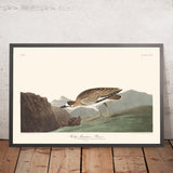 Plover delle Rocky Mountain di John James Audubon, 1827 