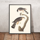 Falco dal collare di John James Audubon 1827 