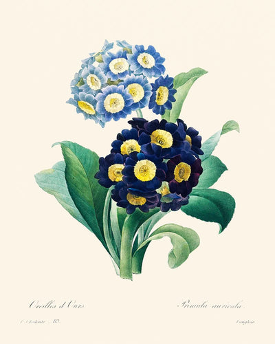 Cowslip Primrose by Pierre-Joseph Redouté, 1802