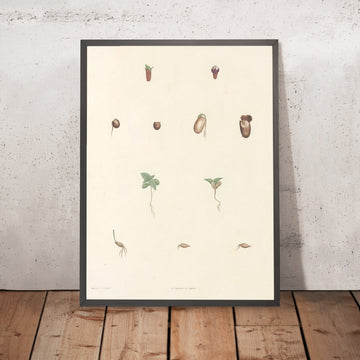 A framed image of Botanical Studies (Plate 63) by Pierre Joseph Redouté, 1805