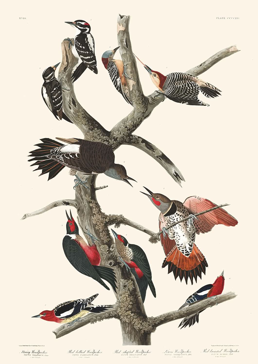 Haarspecht, Rotbauchspecht, Rotschaftspecht, Lewis-Specht, Rotbrustspecht von John James Audubon, 1827