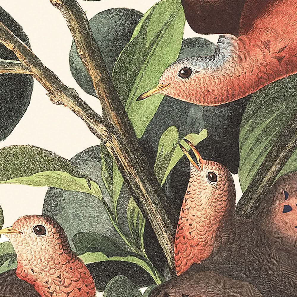 Paloma terrestre, placa n.° 182, de John James Audubon, 1827