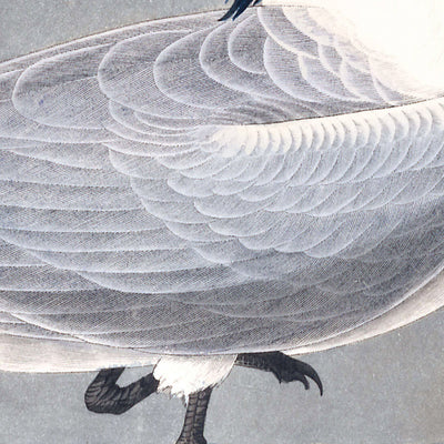 Sandwich Tern by John James Audubon, 1827