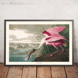 Spatola rosa di John James Audubon, 1827 