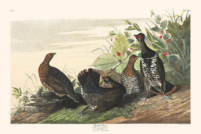 Spotted Grouse by John James Audubon 1827