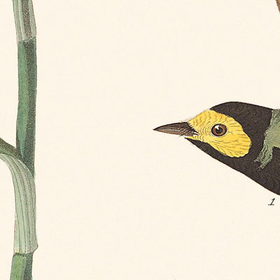 Curruca encapuchada, de John James Audubon, 1827