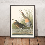 Gallinella d'acqua di acqua salata di John James Audubon, 1827 