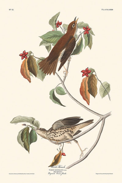 Walddrossel von John James Audubon, 1827