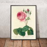 Rose (Rosa centifolia bullata, Plate 89) by Pierre Joseph Redouté, 1827