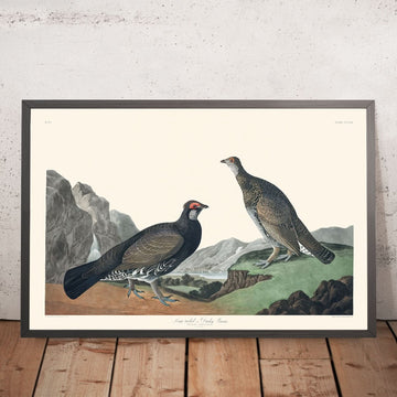 Long-tailed, or Dusky Grouse by John James Audubon, 1827