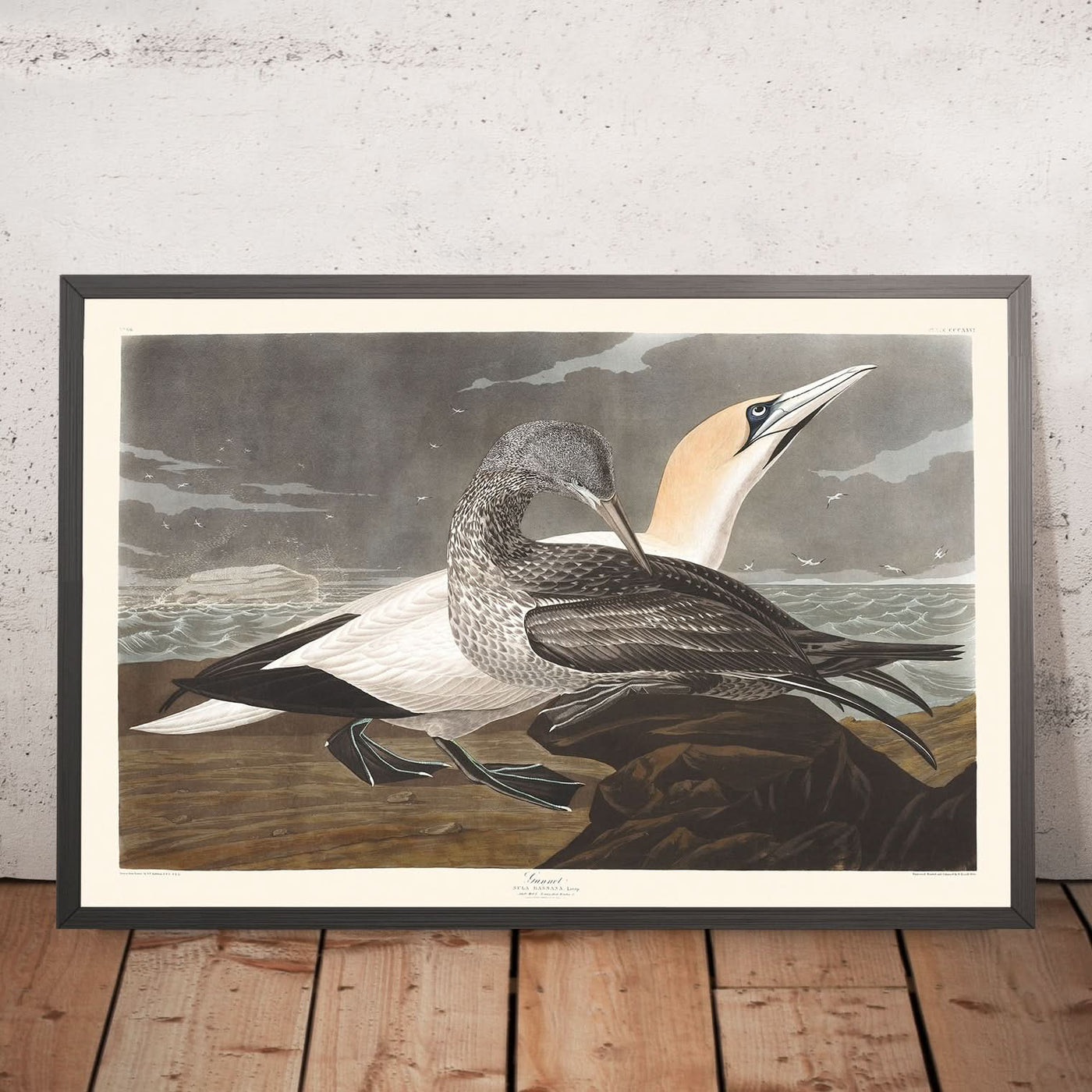 Gannet von John James Audubon, 1827 