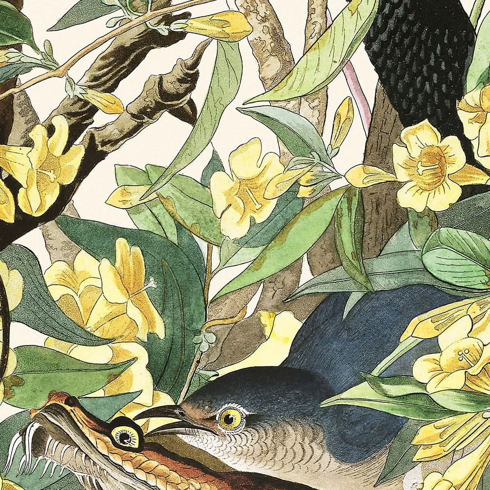 Mocking Bird by John James Audubon, 1827