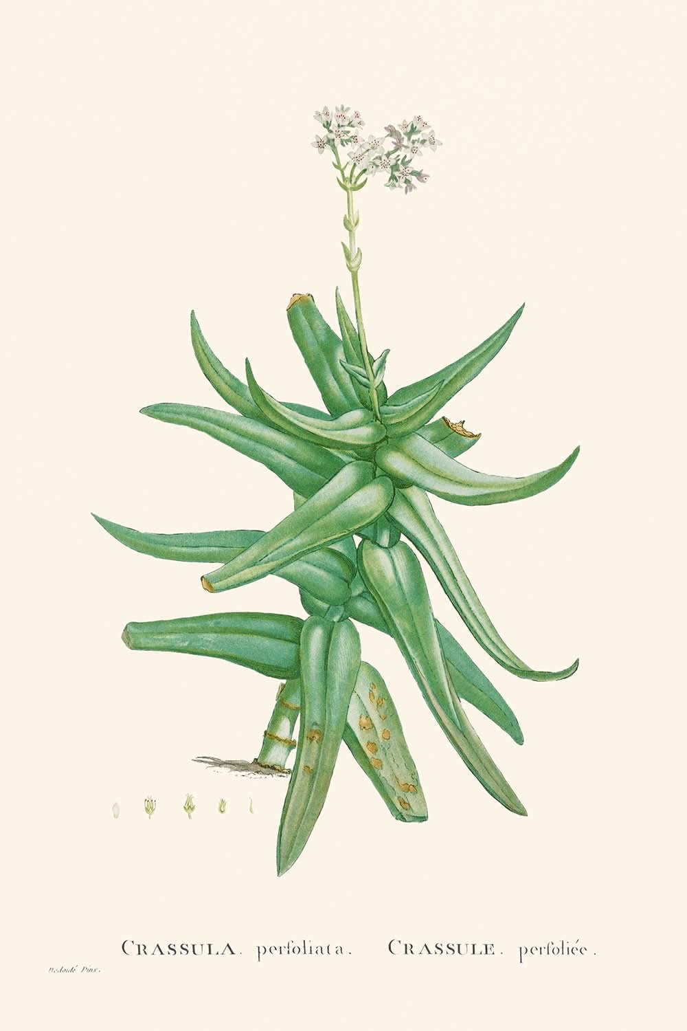 Sichelblattrote Crassula von Pierre-Joseph Redouté, 1802