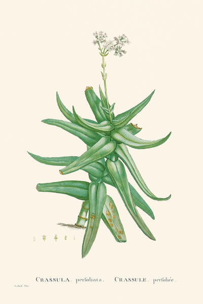 Sichelblattrote Crassula von Pierre-Joseph Redouté, 1802