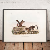 Townsend's Ground Squirrel (Tamias Townsendii) by John Woodhouse Audubon, 1845