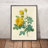 Sulphur Rose (Rosa sulfurea, Plate 96) by Pierre Joseph Redouté, 1827