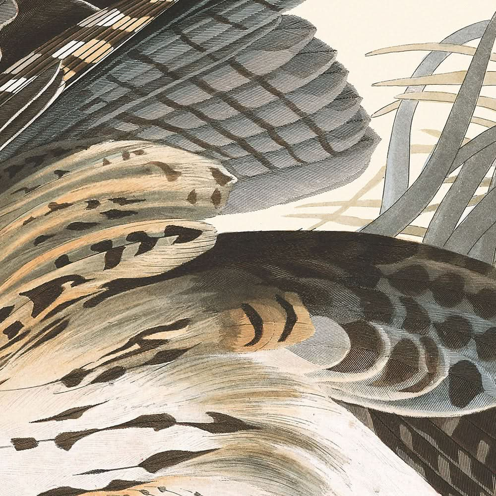 Winter Hawk by John James Audubon, 1827