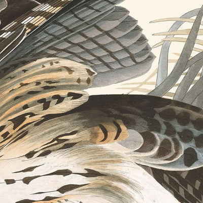 Winter Hawk von John James Audubon, 1827