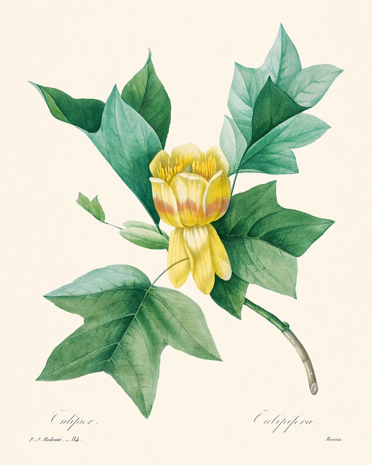 Tulipifera von Pierre-Joseph Redouté, 1802