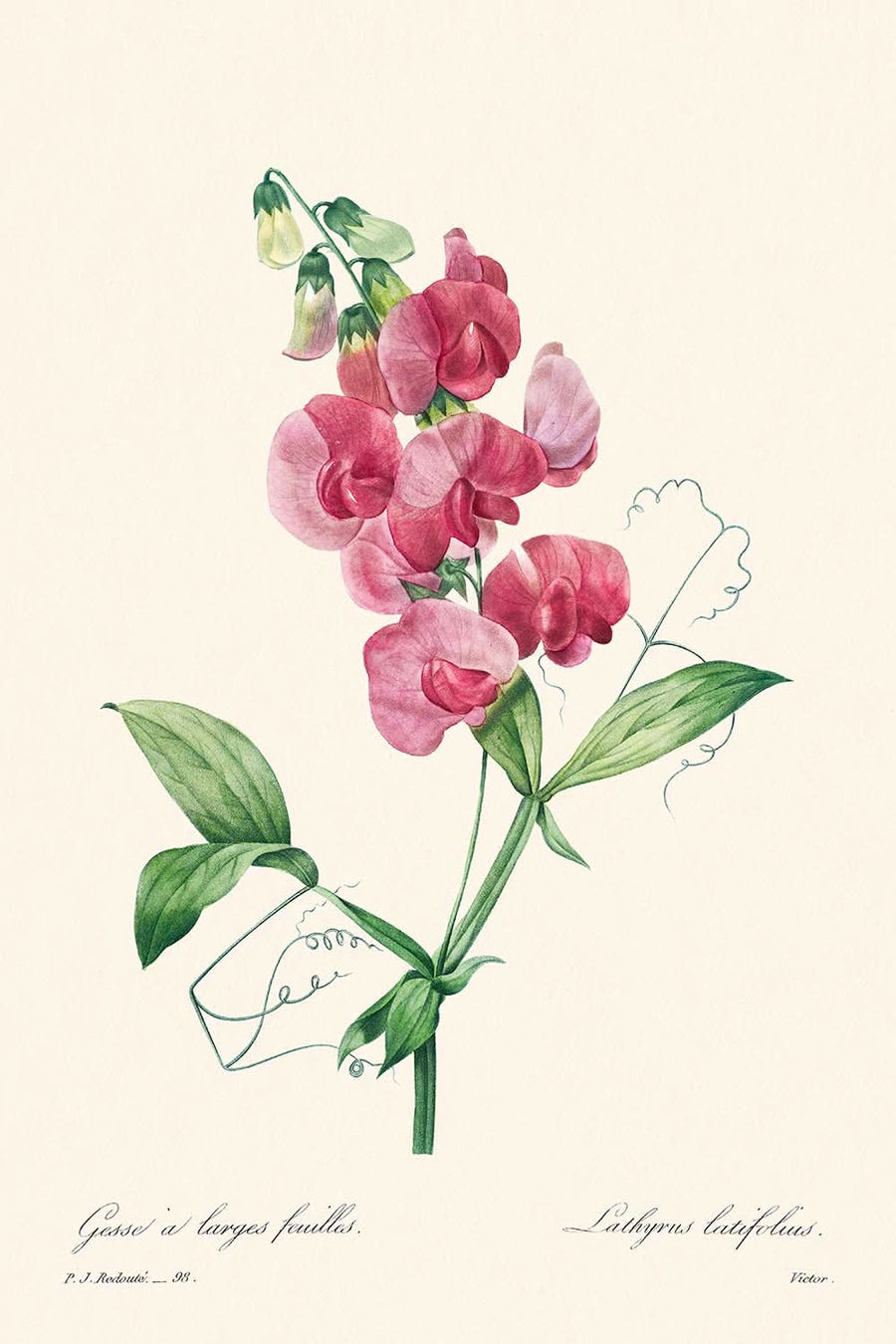 Pisello perenne di Pierre-Joseph Redouté, 1802 