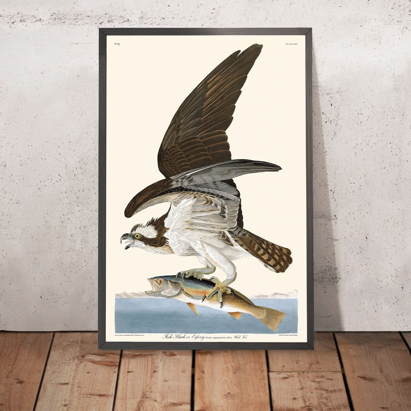 Fischadler oder Fischadler von John James Audubon, 1827