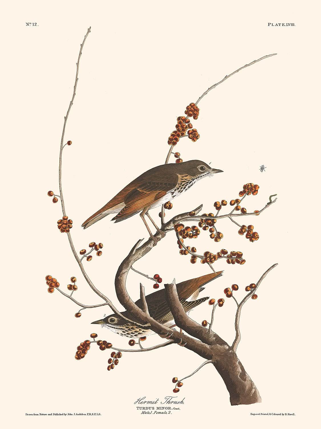 Einsiedlerdrossel von John James Audubon, 1827