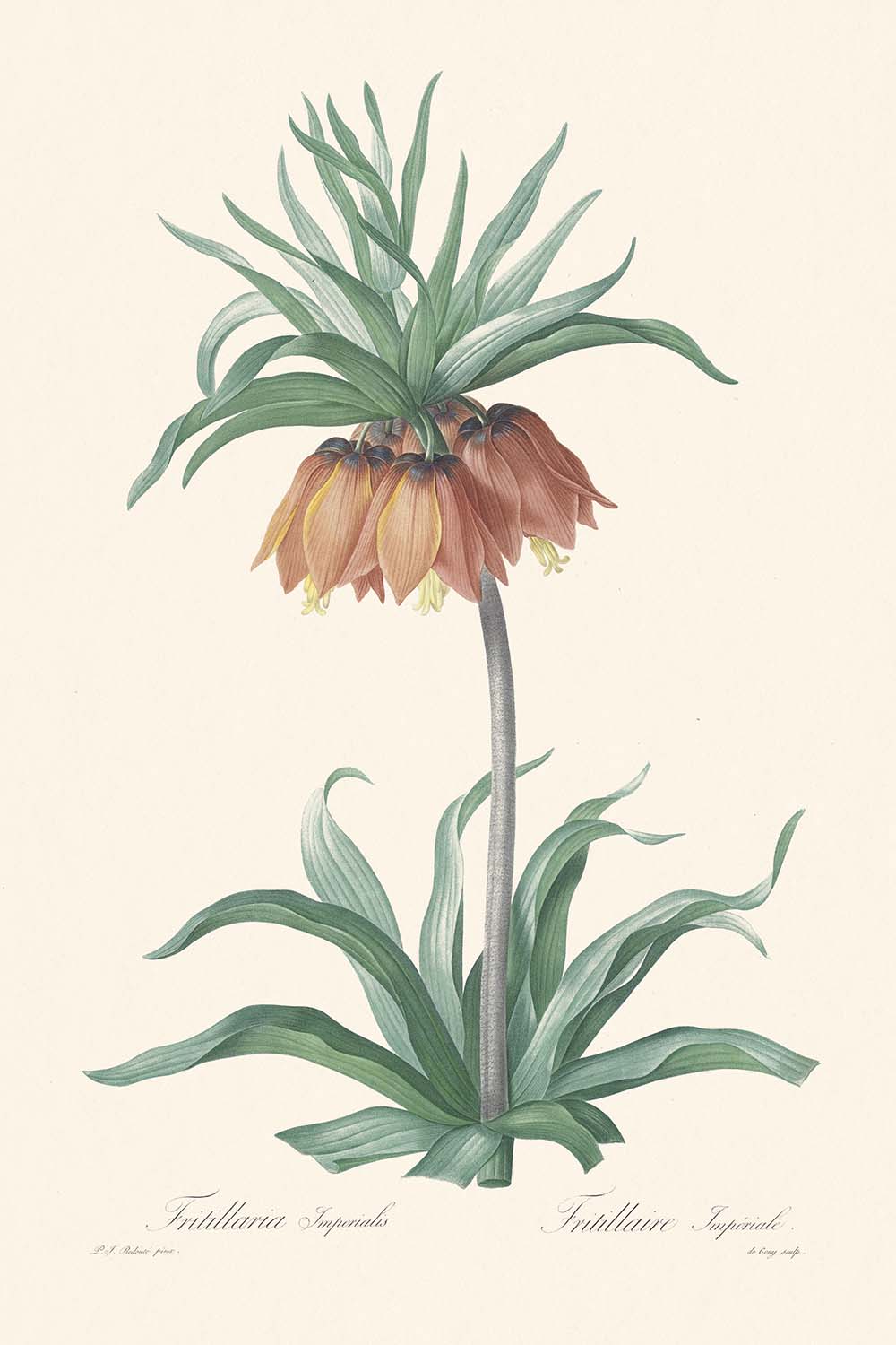 Fritillaria imperialis de Pierre-Joseph Redouté, 1802