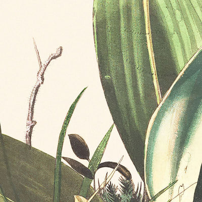 Waldzaunkönig von John James Audubon, 1827