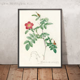 Alpine Rose (Rosa alpina pendulina) by Pierre Joseph Redouté, 1817