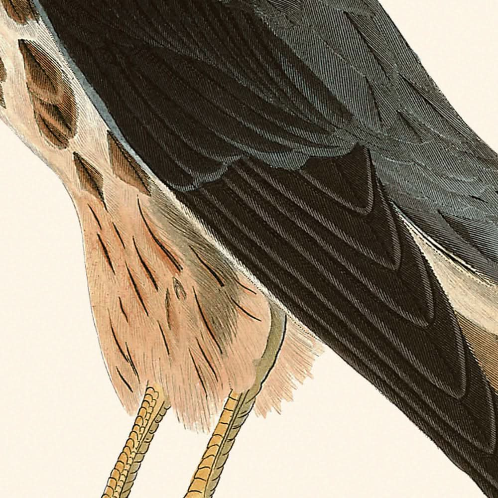 El pequeño caporal de John James Audubon, 1827